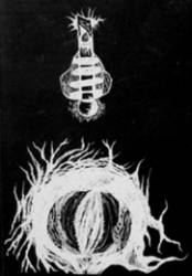 Raio Negro : Demo II